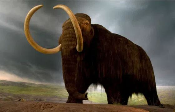 6 loài động vật bị con người săn lùng đến tuyệt chủng