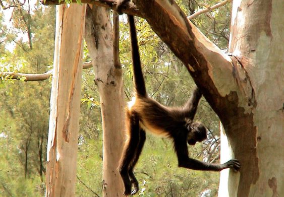 Tại sao động vật lại có đuôi?