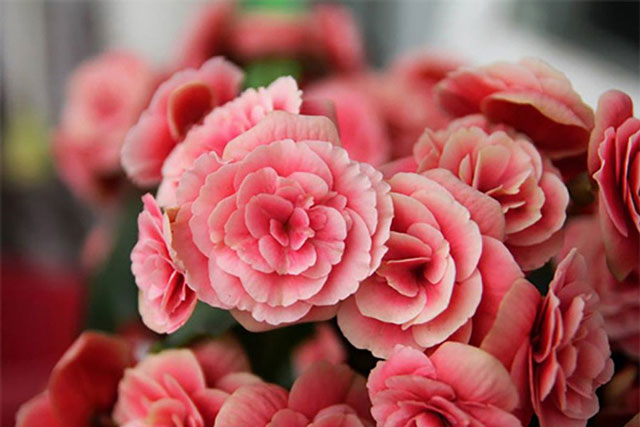 4 chậu hoa rực rỡ cực hợp cho năm Giáp Thìn, nhớ trang hoàng ít nhất 1 chậu trong nhà để hút tài lộc