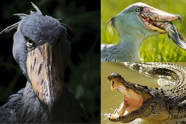 Bí mật về loài chim là hậu duệ khủng long, có sở thích săn cá sấu, sở hữu ngoại hình kỳ lạ