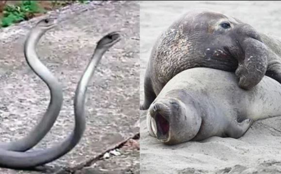 Bất ngờ với loài động vật có thời gian giao phối ngắn nhất, chỉ 1 giây