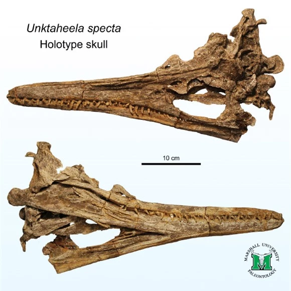 Mỹ: Xuất hiện quái vật 80 triệu tuổi đầu cá sấu, mình cá heo - Ảnh 2.