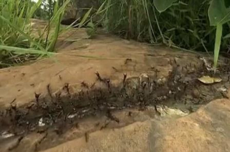 Thảm kịch nào xảy đến với một con trăn khổng lồ khi vô tình gặp hàng triệu con kiến diễu dành trên đường?