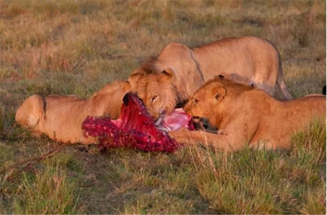 Tại sao con người cần ăn muối mà động vật hoang dã lại không cần?