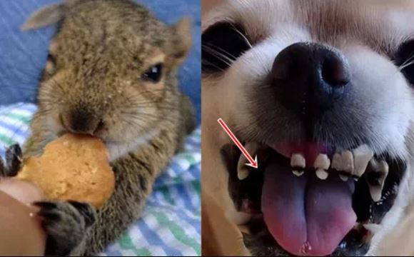 Tại sao không ăn đồ ngọt, động vật cũng có thể bị sâu răng: Lý do đằng sau gây kinh ngạc