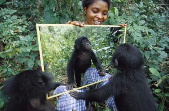 Những loài động vật nào có thể nhận ra mình trong gương, biết được sẽ rất kinh ngạc