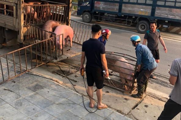 Giá heo hơi hôm nay 21/1/2024: Tăng 1.000 - 5.000 đồng/kg