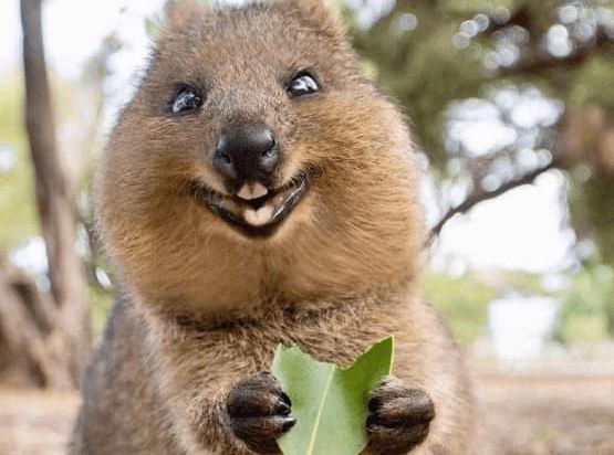 Nó là động vật hạnh phúc nhất trên thế giới, ngoài ngủ còn lại chỉ biết cười