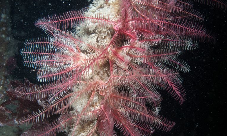 Chiêm ngưỡng loài động vật có vẻ đẹp kỳ lạ dưới đáy đại dương