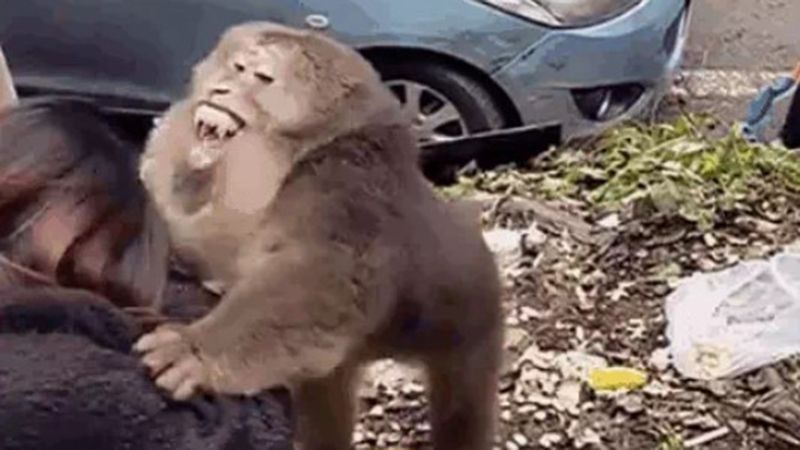 CLIP: Được cho ăn, khỉ hoang vẫn hung hăng cắn vào đầu người phụ nữ