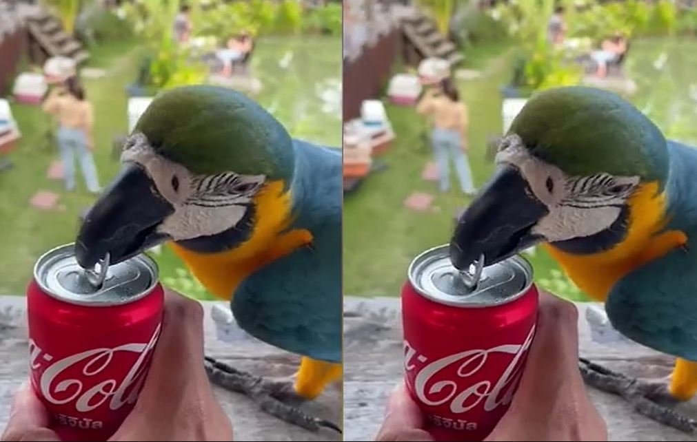 CLIP: V&#x1EB9;t &#x111;u&#xF4;i d&#xE0;i th&#xF4;ng minh tr&#x1ED5; t&#xE0;i m&#x1EDF; lon n&#x1B0;&#x1EDB;c ng&#x1ECD;t gi&#xFA;p ch&#x1EE7; nh&#xE2;n