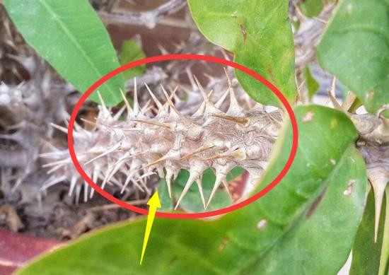 Đừng đặt '7 món đồ cấm kị' này ở nhà! Nhà nghiên cứu số học tiết lộ: Thần giàu có sợ hãi và thả vận xui vào nhà!