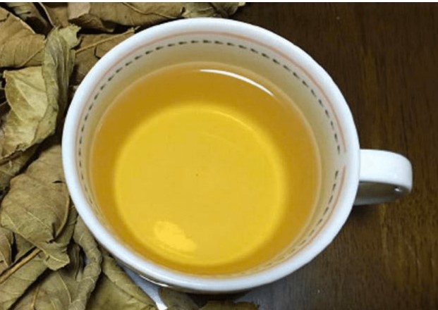 Uống nước lá ổi nhiều có tốt không?