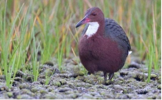 136.000 năm biến mất khỏi nhân loại, loài chim không biết bay bất ngờ hồi sinh đầy kì diệu