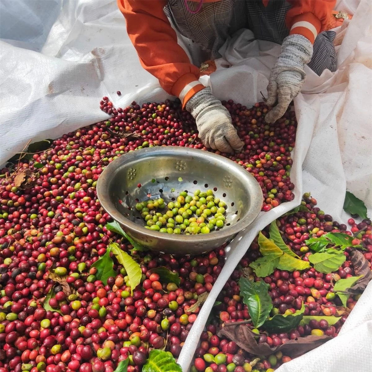 Giá nông sản ngày 22/1/2024: Cà phê và hồ tiêu ở mức cao