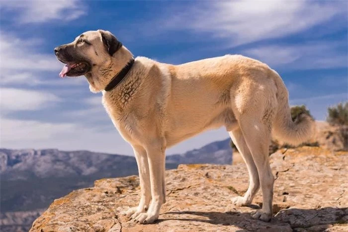 Chó Kangal là một giống chó có nguồn gốc là chó săn từ thời vua Ashurbanipal của Assyrian. Chúng tên gọi khác là Sivas Kangal Dog, chó chăn cừu Anatoli (Anatolian Shepherd Dog). Trong tiếng Thổ Nhĩ Kỳ chúng có tên là Karabash, được hiểu như là đầu đen. Chúng được coi như một tài sản quốc gia ở Thổ Nhĩ Kỳ.