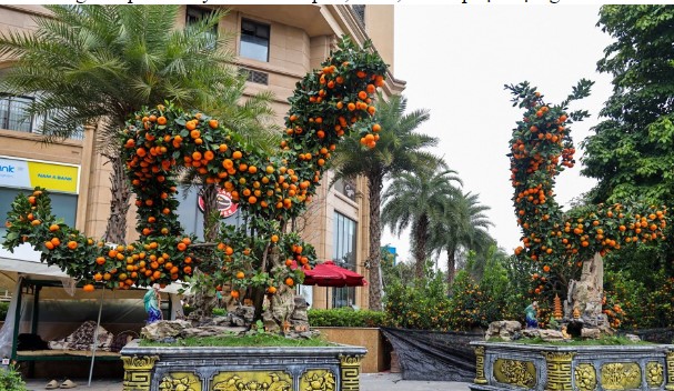 Quất cảnh tạo hình rồng chào đón Tết Giáp Thìn 2024