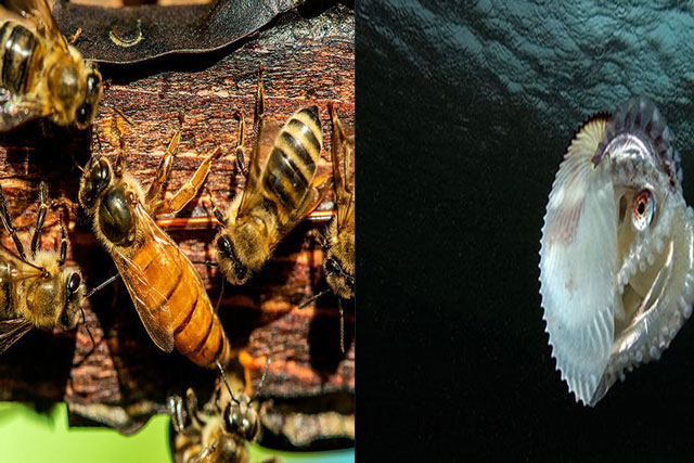 Những loài vật có ‘cậu nhỏ’ kỳ lạ nhất thế giới: Có tới 4 đầu, dài bằng 1 nửa thân hình?