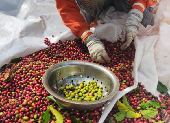 Giá nông sản ngày 22/1/2024: Cà phê và hồ tiêu ở mức cao