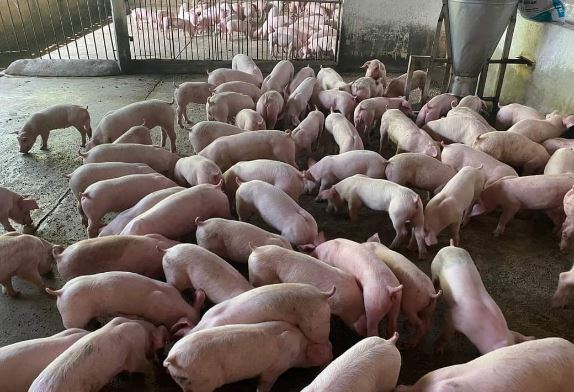 Giá heo hơi hôm nay 22/1/2024: Cao nhất đạt 58.000 đồng/kg