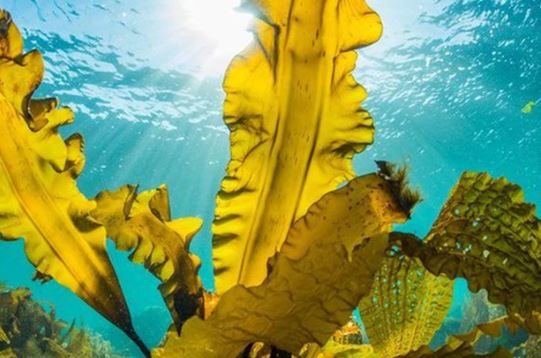 Loại rau từ biển được xem là 'tiên dược' cho người mắc tiểu đường, hạ đường huyết cực nhạy: Giá không hề đắt, lại càng dễ ăn