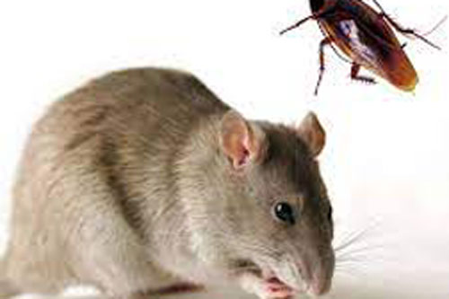 Loạt động vật là ứng cử viên top đầu sẽ bá chủ thế giới nếu con người biến mất