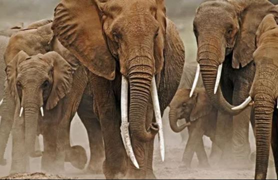 Loài động vật đầu tiên biết đặt tên cho nhau giống con người, sử dụng ngôn ngữ riêng để gọi nhau