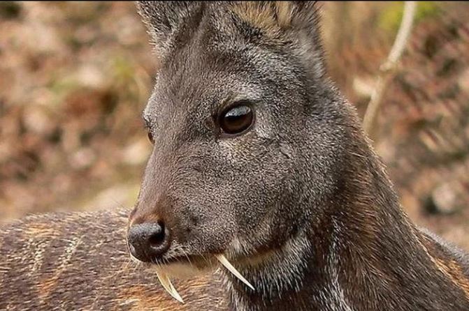 Bất ngờ về những thành phần dùng chiết xuất nước hoa: Nghe xong mà nổi da gà
