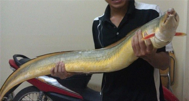 Độc lạ loài cá Việt Nam: Dài tới 2m, bụng chứa một thứ giá gần chục triệu đồng 1 kg - Ảnh 3.