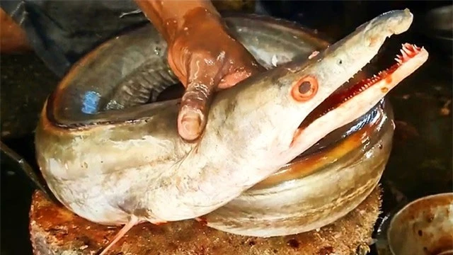 Độc lạ loài cá Việt Nam: Dài tới 2m, bụng chứa một thứ giá gần chục triệu đồng 1 kg - Ảnh 4.