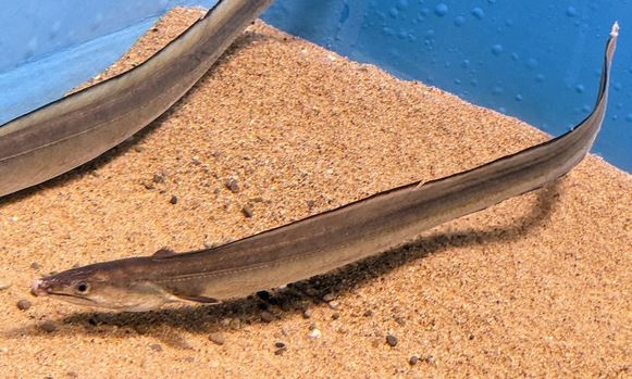 Độc lạ loài cá Việt Nam: Dài tới 2m, bụng chứa một thứ giá gần chục triệu đồng 1 kg