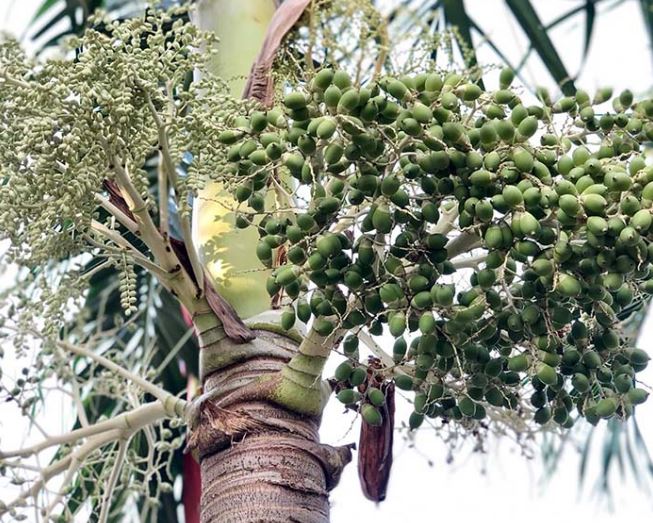 Loại cây trồng làm cảnh, quả chín rụng đầy gốc, nay làm thành món đặc sản lạ đắt khách dịp Tết, giá 160.000 đồng/kg