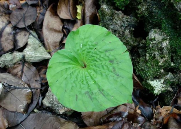 Độc lạ loài cây Việt Nam sở hữu: Mang nguồn gen quý giá, người bản địa hiếm cơ hội nhìn thấy