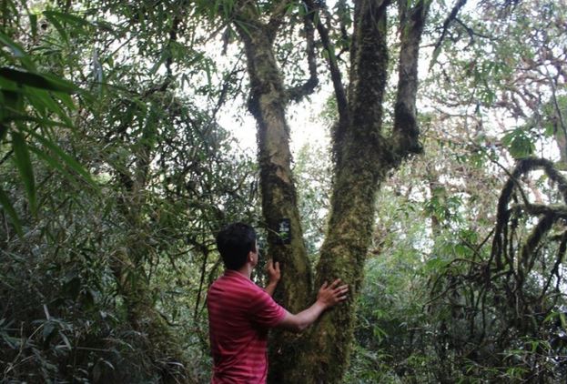 
Độc lạ loài cây nghìn năm tuổi ở Việt Nam: Chỉ còn 60 gốc, giá thành phẩm 680 triệu đồng/kg