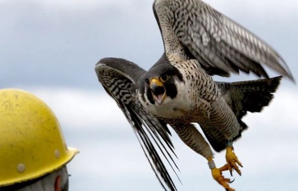 'Vũ khí' săn mồi đỉnh cao của loài động vật có khả năng bay với vận tốc gần 400 km/h