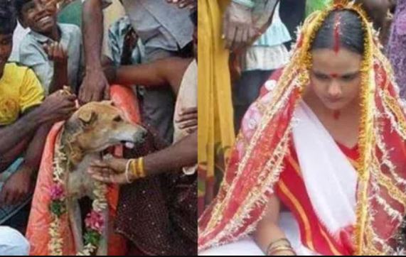 Độc lạ phong tục cưới động vật của người Ấn Độ: Con gái làm đám cưới với chó, đàn ông thì ‘lấy’ bò?