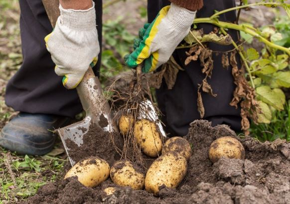 Bị phạt đi đào khoai tây, nam sinh tìm thấy kho báu Ai Cập cổ đại 4.000 năm tuổi