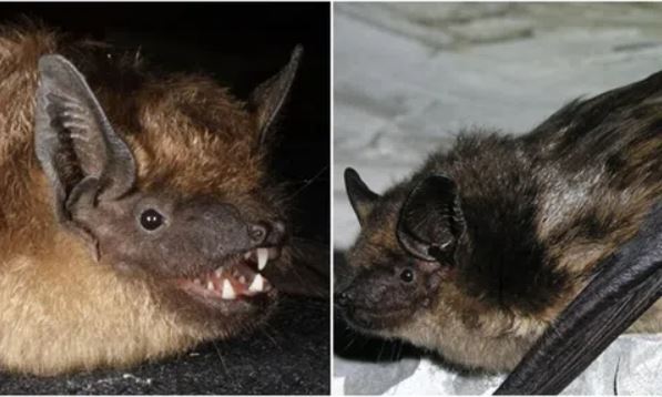 Loài động vật có 'của quý' khổng lồ với thời gian giao phối tới 12 giờ, chưa từng thấy ở động vật có vú trước đây