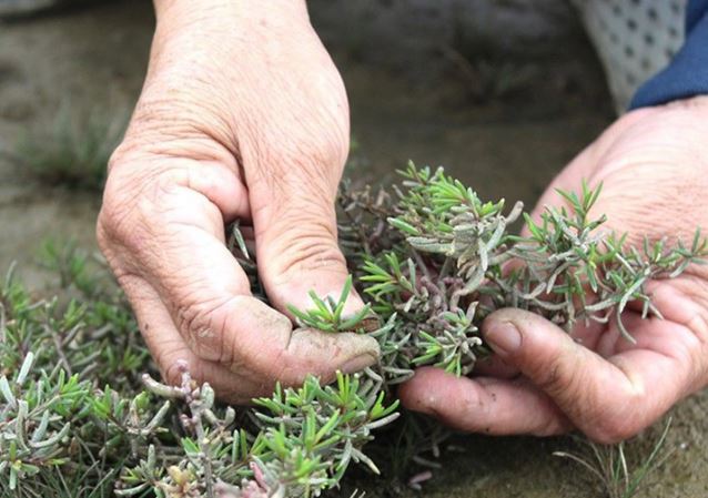 Cây dại mọc tua tủa sau mưa, xưa hái ăn 'cứu đói' nay thành đặc sản có hương vị lạ, giá 50.000 đồng/kg