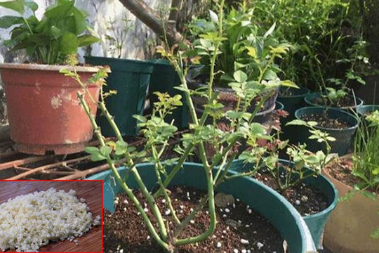 Tỏi băm nhuyễn ném vào chậu hoa, mầm mới ùa ra nở rộ, cây cối hoa lá càng thêm sinh sôi nảy nở