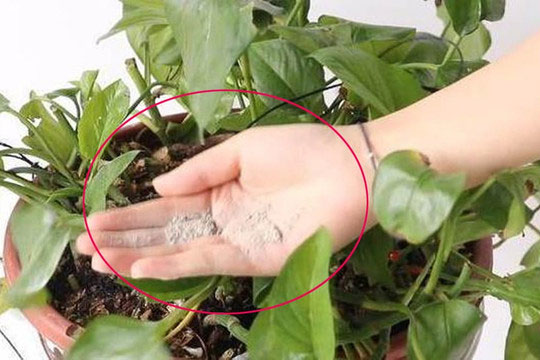 Rắc một nắm vào lọ hoa, sâu bọ sẽ không dám bén mảng đến nữa, hoa và cây cỏ cũng không cần xịt nữa, bạn hãy thử khi về nhà nhé