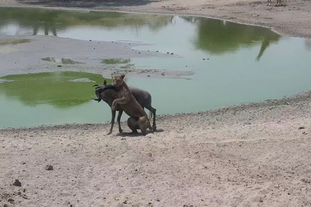 CLIP: Linh dương đầu bò ác chiến giành sự sống trước sư tử, khi mọi ‘nỗ lực trở thành bất lực’