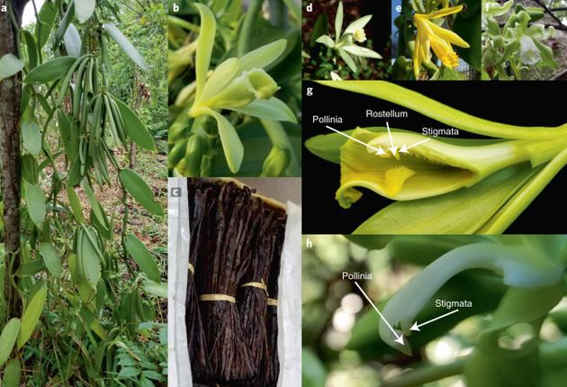 Độc lạ loại gia vị đắt nhì thế giới, hoa chỉ nở đúng 1 ngày trong năm, Việt Nam đã trồng thành công!