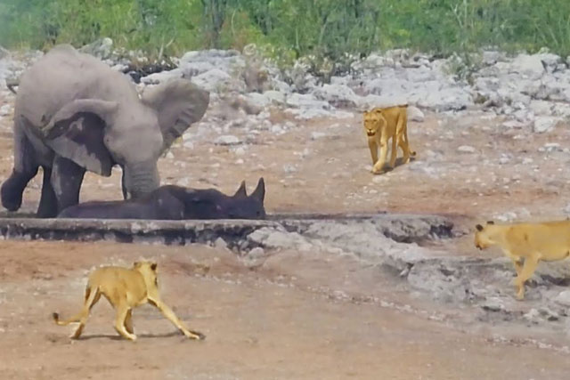 CLIP: Voi rừng cố gắng đánh đuổi sư tử để giải cứu tê giác