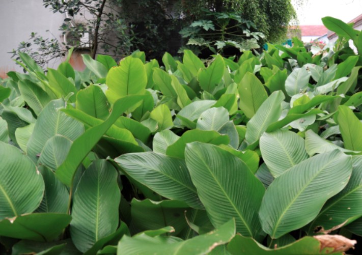 Vựa lá dong lớn nhất nhì Hà Nội vào vụ Tết Nguyên đán 2024