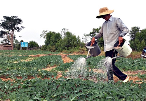 "Ngọt hóa" trái dưa hấu trên vùng nhiễm mặn 