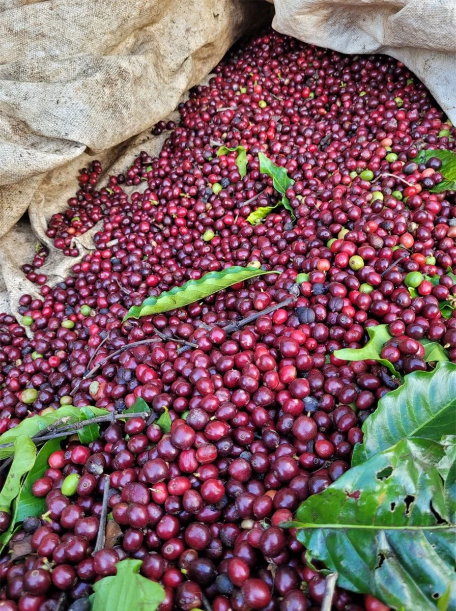 Giá nông sản ngày 24/1/2024: Cà phê quay đầu giảm, hồ tiêu đạt 82.500 đồng/kg