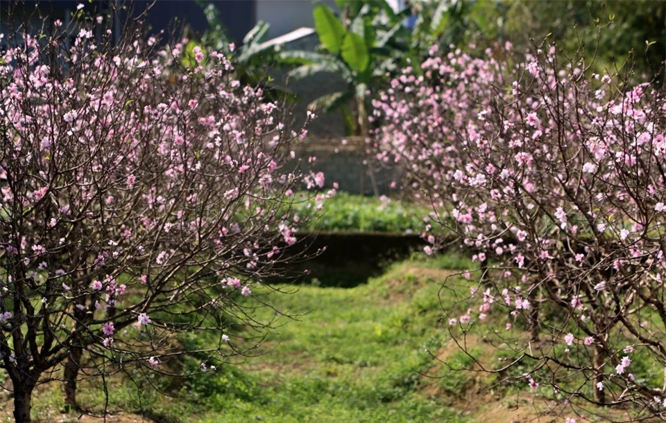 Giống đào phai bung nở hàng chục cánh được đại gia săn đón về chơi tết