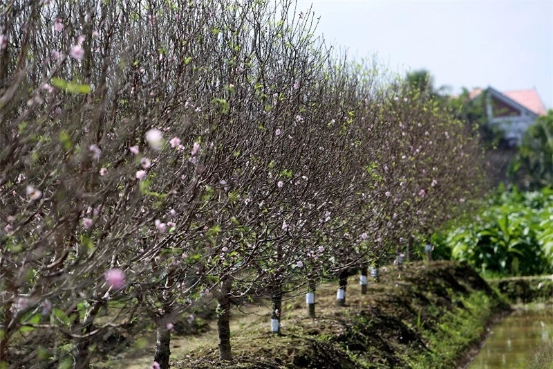 Giống đào phai bung nở hàng chục cánh được đại gia săn đón về chơi tết