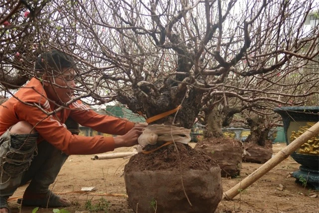 Những gốc đào cổ thụ 'đổ bộ' xuống phố- Ảnh 8.